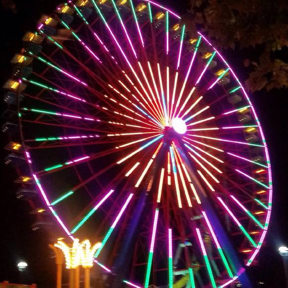 Meet your Posher, Lily - Picture 1 of 1