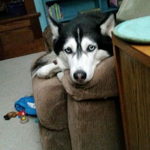 Meet your Posher, Teddie