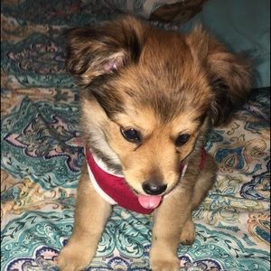 Meet your Posher, Perla