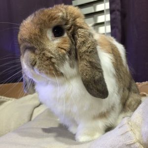 Meet your Posher, Sandy