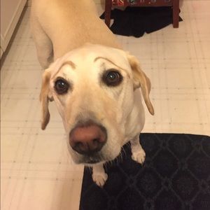 Meet your Posher, Brandon