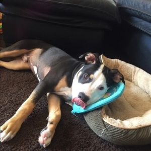 Meet your Posher, Pasquale