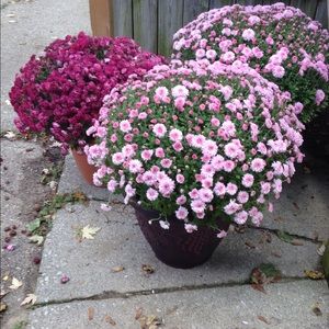 Meet your Posher, Aileen