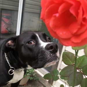 Meet your Posher, Robin