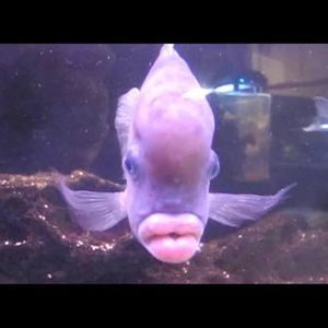 Meet your Posher, Carlos