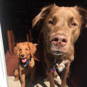 Meet your Posher, Bailey