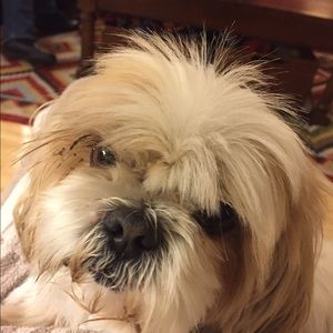 Meet your Posher, Paige