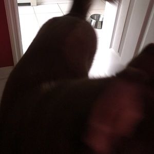 Meet your Posher, Karon