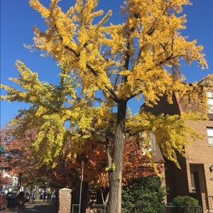 Meet your Posher, Diana