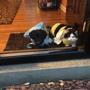 Meet your Posher, Dawn