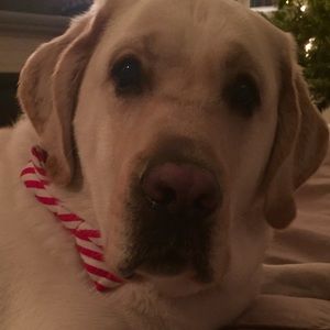 Meet your Posher, Bailey