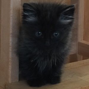 Meet your Posher, Camille