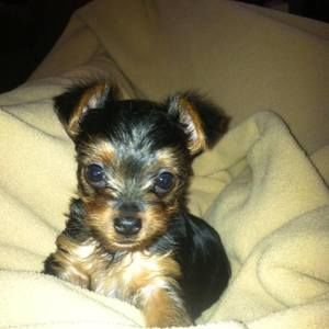 Meet your Posher, Kari