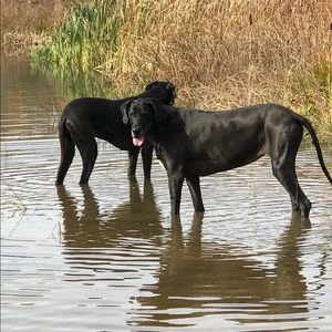 Meet your Posher, Shawn