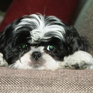 Meet your Posher, Dawn