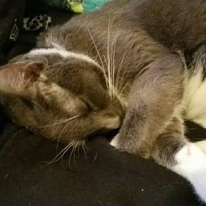 Meet your Posher, Oswald