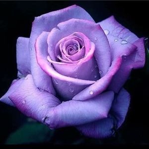 Meet your Posher, Dawn