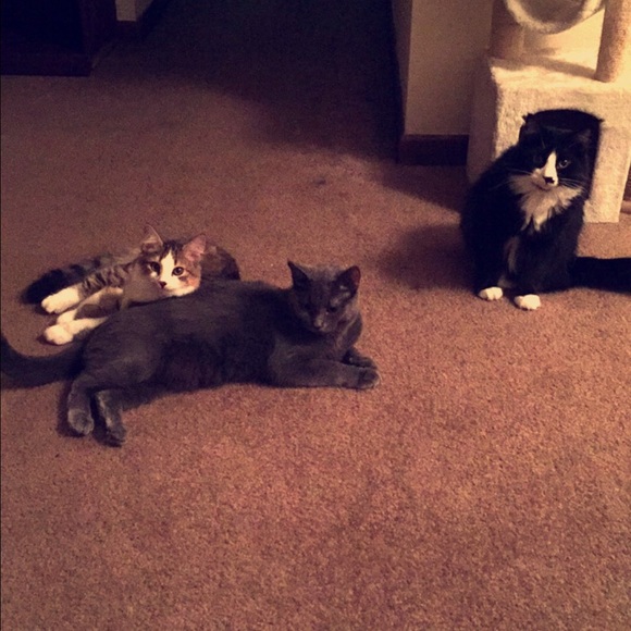 Meet your Posher, Alexa - Picture 2 of 4