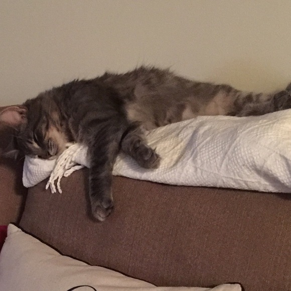 Meet your Posher, Alexa - Picture 3 of 4