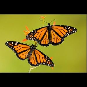 Meet your Posher, Rosa