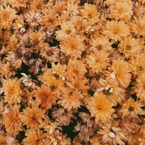 Meet your Posher, Cara