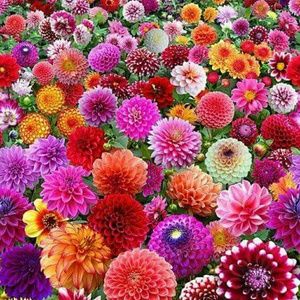 Meet your Posher, Debra