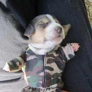 Meet your Posher, Banu