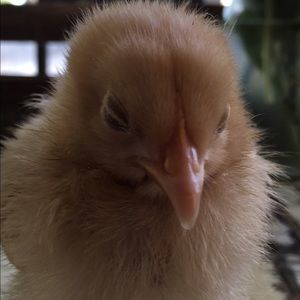 Meet your Posher, Molly