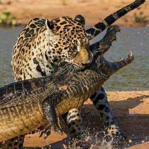 Meet your Posher, Ray