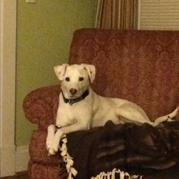 Meet your Posher, Addie - Picture 1 of 1