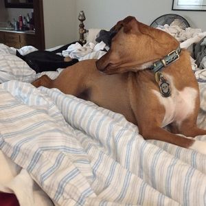 Meet your Posher, Elisha