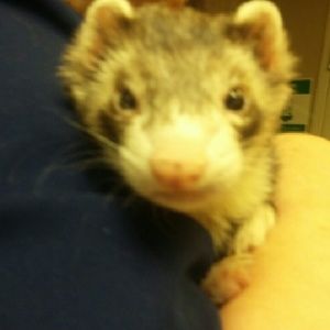 Meet your Posher, Joy