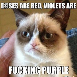 Meet your Posher, Hayden