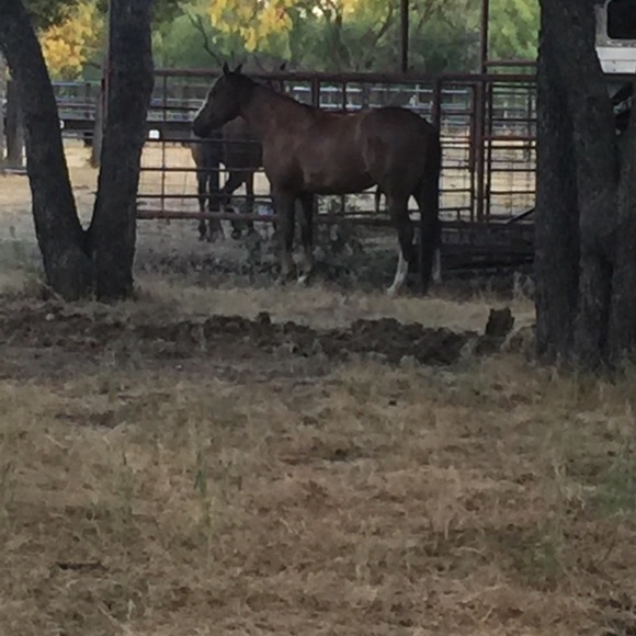 Meet your Posher, Angela - Picture 1 of 1