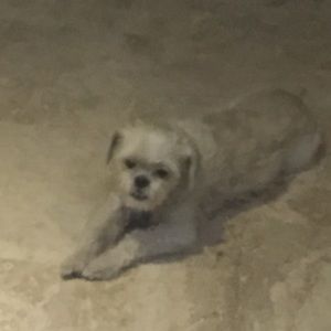 Meet your Posher, Jane