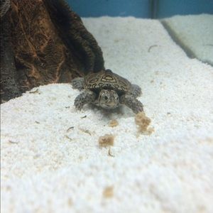 Meet your Posher, Cassandra