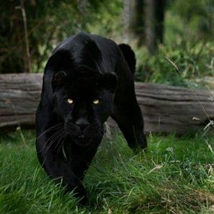 Meet your Posher, Frank