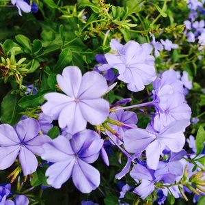 Meet your Posher, Troiana