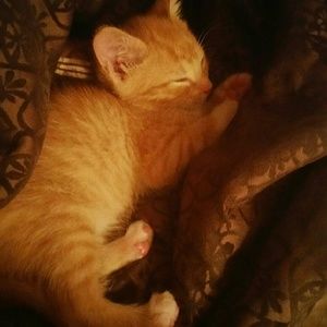 Meet your Posher, Jasmine