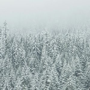 Meet your Posher, Donald