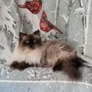 Meet your Posher, Ellen