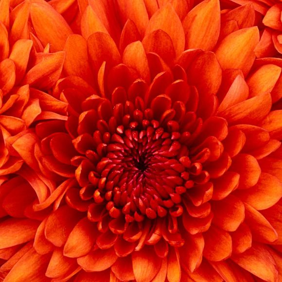 Meet your Posher, Kendra - Picture 1 of 1