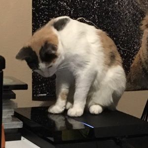 Meet your Posher, Austin