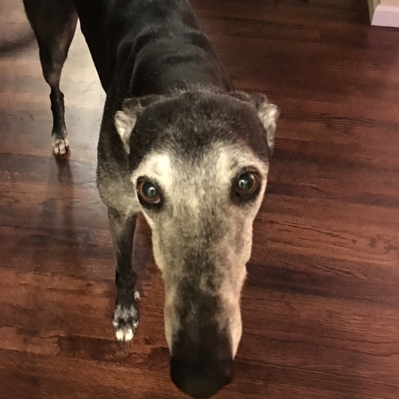 Meet your Posher, Carla - Picture 5 of 8