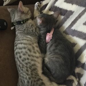 Meet your Posher, Ashley