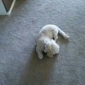 Meet your Posher, Will