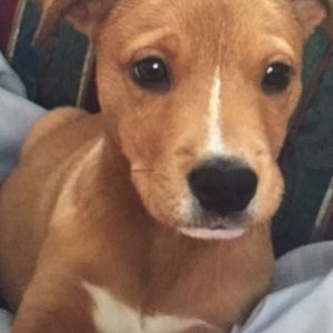 Meet your Posher, Phaedra