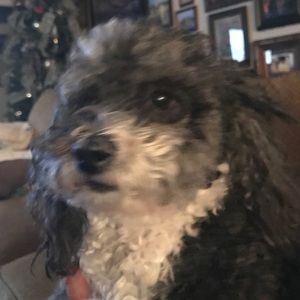 Meet your Posher, Theresa