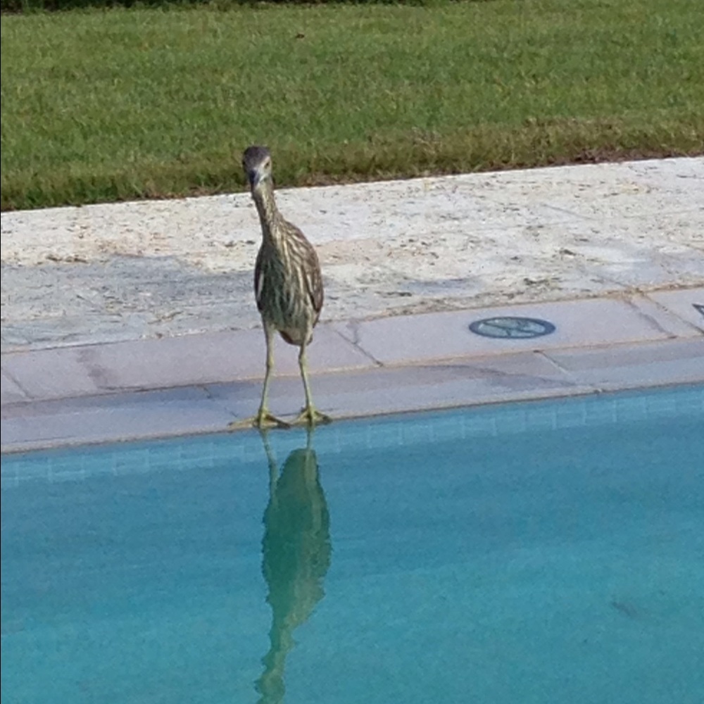 Meet your Posher, Ray