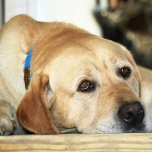 Meet your Posher, Jennie